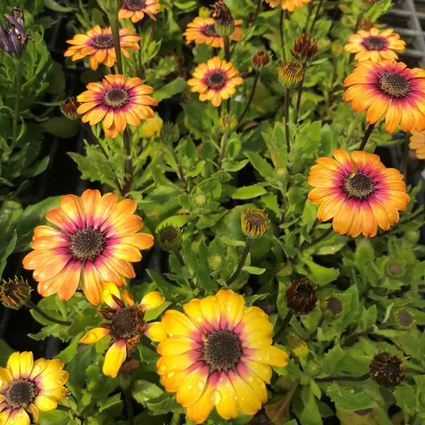 Osteospermum Pop Eye Yellow Amber And Imperial Purple Osteospermum Pop Eye Yellow Amber And Imperial Purple