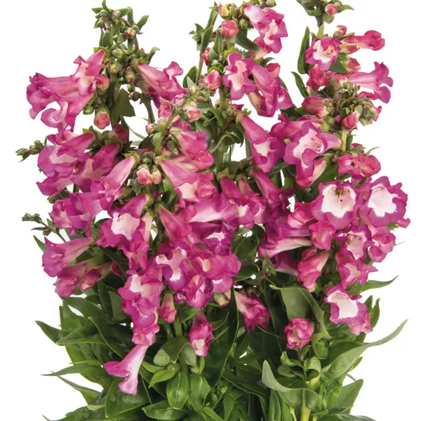 Penstemon Pep Talk Cerise