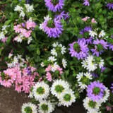 Scaevola Touch Pink White & Blue Scaevola Touch Pink White & Blue