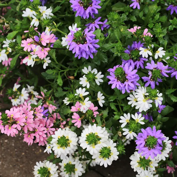 Scaevola Touch Pink White & Blue Scaevola Touch Pink White & Blue