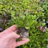 Scaevola Touch Pink White & Blue Scaevola Touch Pink White & Blue