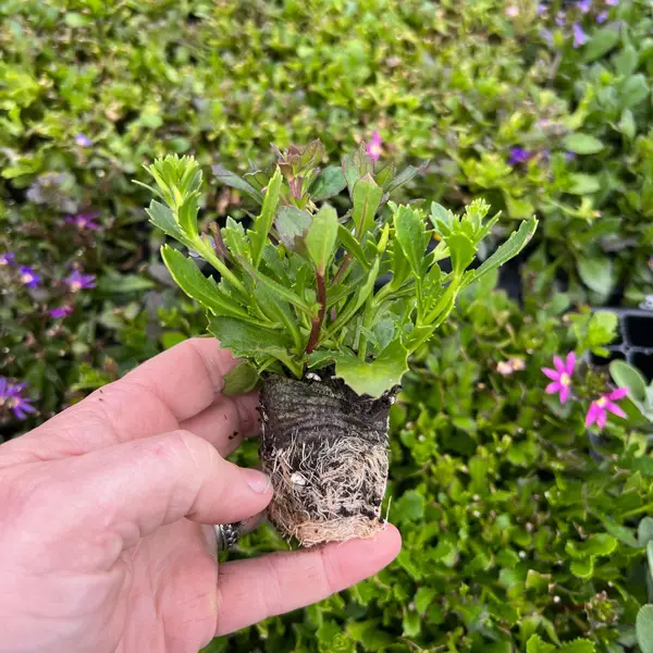 Scaevola Touch Pink White & Blue Scaevola Touch Pink White & Blue