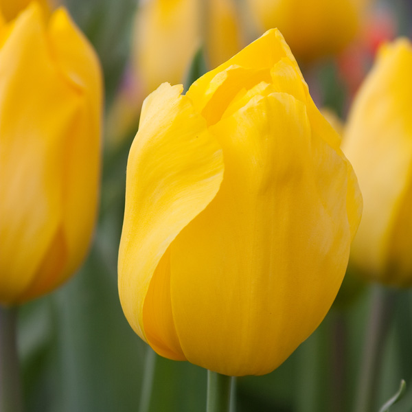 Tulip Jan Van Nes Tulip Jan Van Nes