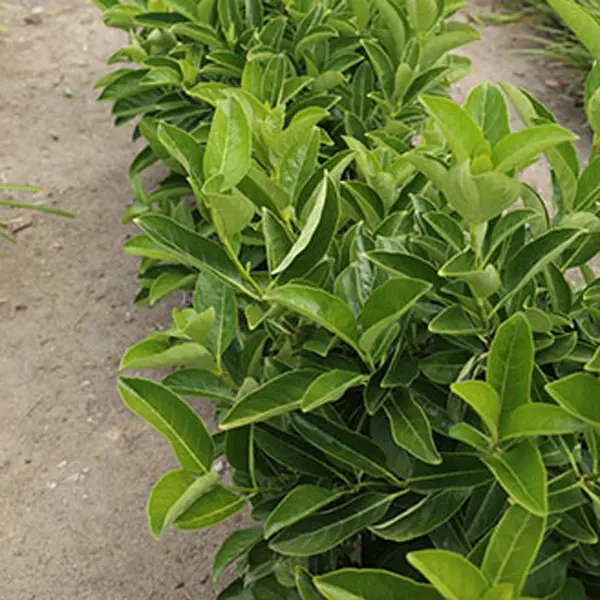 Viburnum Quick Fence (pbr) Viburnum Quick Fence (pbr)