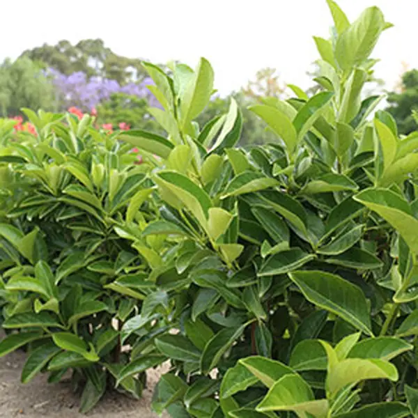 Viburnum Quick Fence (pbr) Viburnum Quick Fence (pbr)