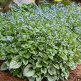 Brunnera Sterling Silver Brunnera Sterling Silver