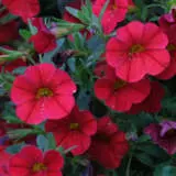 Calibrachoa Paintball Cherry P68calpch - Garden Express Australia