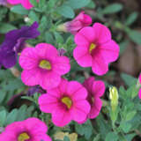 Calibrachoa Paintball Pink P68calppi - Garden Express Australia