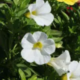 Calibrachoa Paintball White P68calpwh - Garden Express Australia