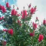 Callistemon Burgundy Lpocalbur - Garden Express Australia