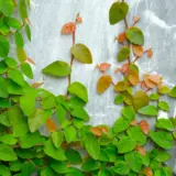 Creeping Fig 68mm Creeping Fig 68mm