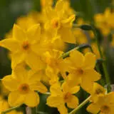 Daffodil Yellow Sailboat Daffodil Yellow Sailboat