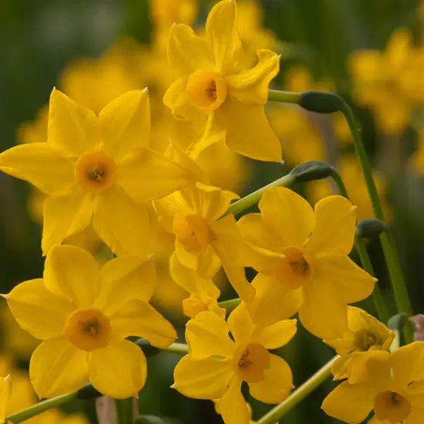 Daffodil Yellow Sailboat Daffodil Yellow Sailboat