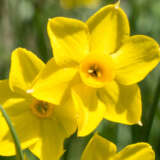 Daffodil Baby Boomer