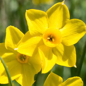 Daffodil Baby Boomer