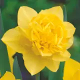 Daffodil Dick Wilden Daffodil Dick Wilden