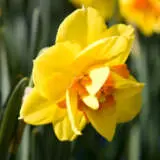 Daffodil Tamar Fire Daffodil Tamar Fire