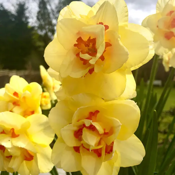 Daffodil Tamar Fire Daffodil Tamar Fire