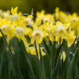 Daffodil Verdin Daffodil Verdin