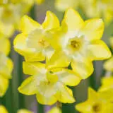 Daffodil Verdin Daffodil Verdin