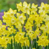Daffodil Verdin Pkdafver 3 2025 - Garden Express Australia