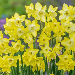 Daffodil Verdin