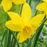 Daffodil Yellow Sailboat Daffodil Yellow Sailboat