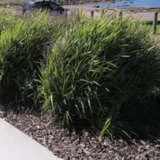 Dianella Breeze (pbr) Dianella Breeze (pbr)