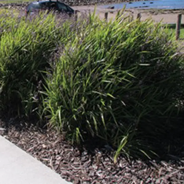 Dianella Breeze (pbr) Dianella Breeze (pbr)