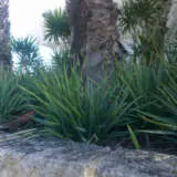 Dianella Cassa Blue (pbr) Dianella Cassa Blue (pbr)