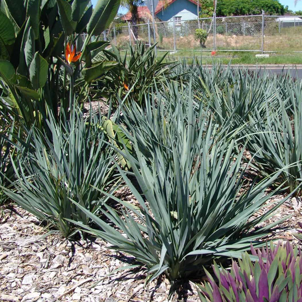Dianella Cassa Blue (pbr)