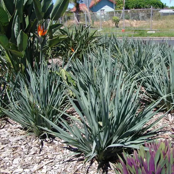 Dianella Cassa Blue (pbr)