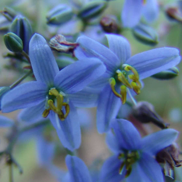 Dianella Cassa Blue (pbr)
