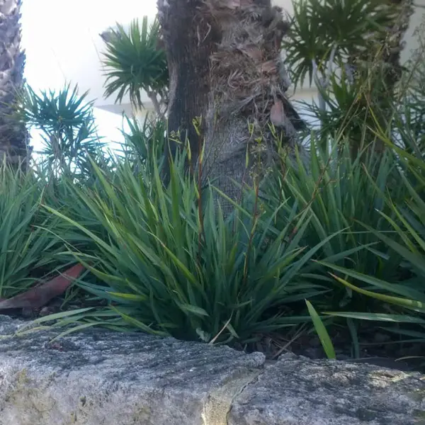 Dianella Cassa Blue (pbr)