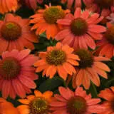 Echinacea Artisan Red Ombre Echinacea Artisan Red Ombre