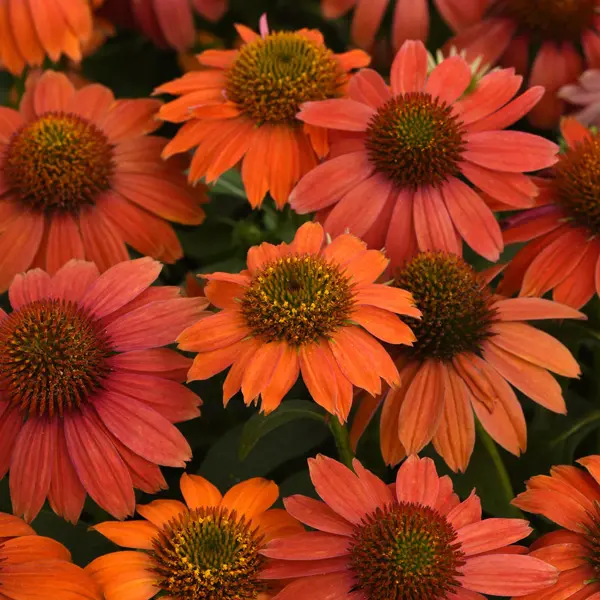 Echinacea Artisan Red Ombre Echinacea Artisan Red Ombre