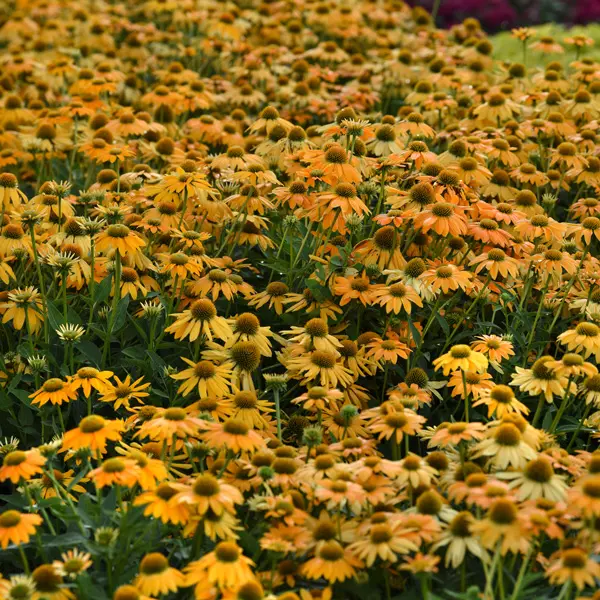 Echinacea Artisan Yellow Ombre Echinacea Artisan Yellow Ombre