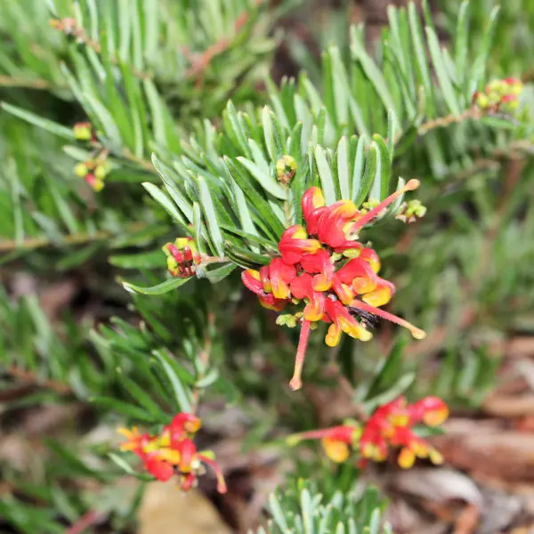 Grevillea Crackles