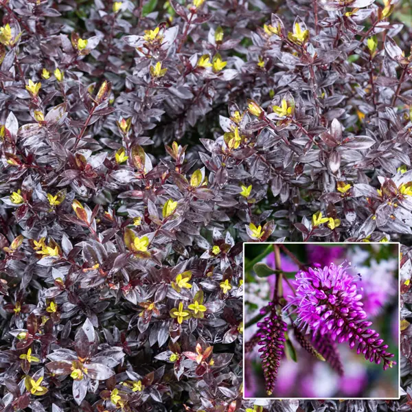 Hebe Dark Knight Hebe Dark Knight