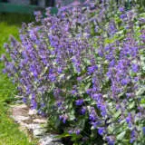 Nepeta Catmint Dropmore Lpocatdro - Garden Express Australia