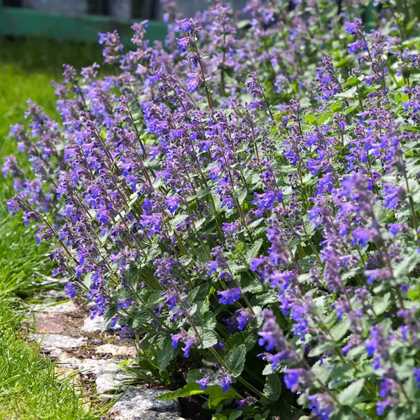 Nepeta Catmint Dropmore Nepeta Catmint Dropmore