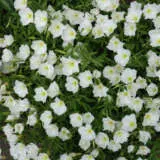 Oenothera White Evening Primrose P68oenwep - Garden Express Australia