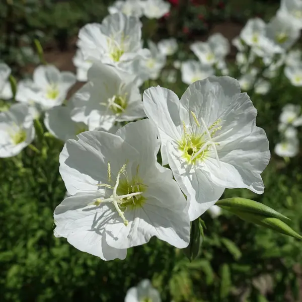 Oenothera White Evening Primrose Oenothera White Evening Primrose