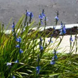 Orthrosanthus Morning Iris Lpomoriri - Garden Express Australia