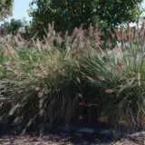 Pennisetum Purple Lea (pbr) Pennisetum Purple Lea (pbr)