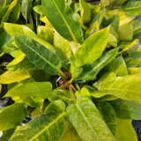 Philodendron Giganteum- Variegated Philodendron Giganteum- Variegated