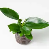 Philodendron Green Princess Philodendron Green Princess