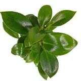 Philodendron Green Princess P10phigpr - Garden Express Australia