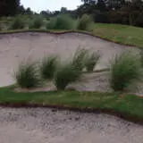 Poa Kingsdale (pbr) Poa Kingsdale (pbr)