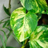 Pothos Variegated Devils Ivy Pothos Variegated Devils Ivy